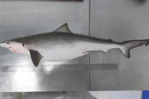 Cá mập nhiễm ... ma tuý