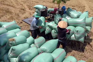 Chuyên gia đưa ra bốn giải pháp để gỡ các điểm nghẽn của chuỗi giá trị lúa gạo Việt Nam. Ảnh: CHÂU ANH