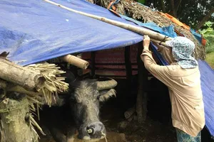 Miền Bắc chủ động ứng phó với rét đậm, rét hại