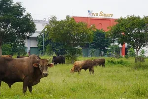 Cảnh đìu hiu của khu dân cư người dân mua đất 13 năm chưa có sổ ở Đồng Nai