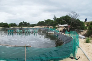 Chiếm đất rừng trái phép còn đánh chủ tịch xã