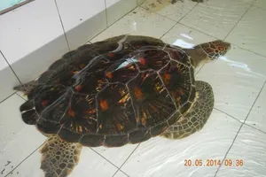 Cứu hộ rùa biển tại nhà hàng