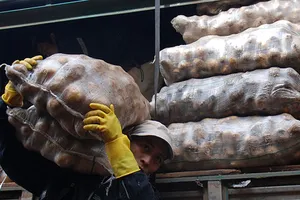 Công bố tiêu chí nhận diện khoai tây Đà Lạt và khoai tây Trung Quốc đội lốt