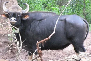 Phú Yên: nghi ngờ bò tót xuất hiện phá hoa màu