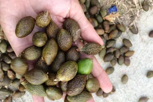 Cưa hạ cây để hái ươi, một người tử nạn