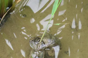 Dịch tả nguy cơ xảy ra tại TP HCM