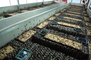 Nông dân Thái Lan làm giàu từ côn trùng