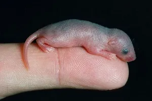 Rợn người những món thuốc cường lực cho quý ông