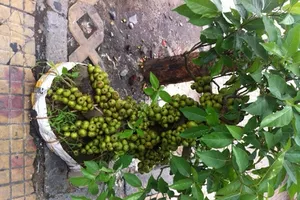 Tức điên với những cây sung ‘quá sung’