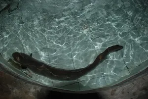 Bắt được cá chình khủng trên sông Vàm Cỏ