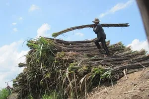 Người trồng mía lỗ nặng vì nhà máy nợ dai