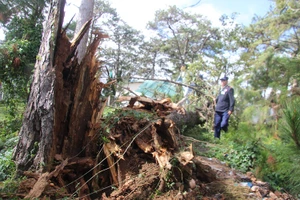 Cây thông cổ thụ của bệnh viện Lâm Đồng bật gốc, bốn người bị thương nặng
