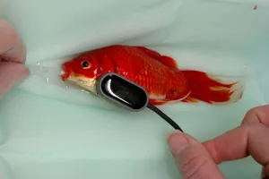 Ca phẫu thuật cá vàng kỳ lạ