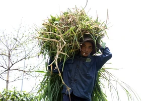 Vợ làm phó giám đốc, chồng vẫn kiên trì đi ghe cắt cỏ