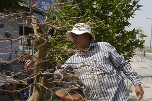 Làng mai Tết bắt đầu sôi động