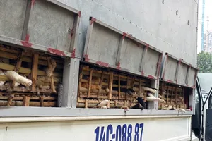 Hơn 2,5 tấn mèo từ Trung Quốc về Hà Nội bị tiêu hủy