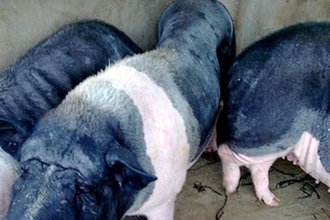 Cận cảnh ‘công nghệ’ biến heo nái thành heo rừng