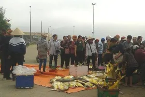 Ngư dân Hà Tĩnh trúng đậm cá két, một buổi sáng thu gần 400 triệu