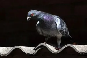 Bác bỏ tin đồn thất thiệt về chuyện vong hồn nhập vào chim bồ câu