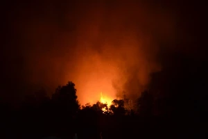 Rừng tái sinh ở Bình Chánh thành rừng lửa