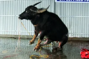 Gần triệu đồng một ký thịt trâu vẫn đắt như tôm tươi 