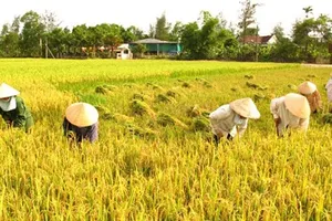 Chia cổ phần cho xã viên hơn 500.000 đồng/năm thì không đủ tiền nhậu