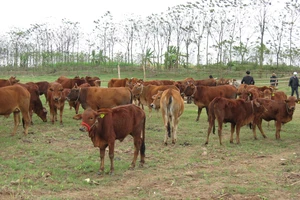 Mỗi ngày Hoàng Anh Gia Lai thu về khoảng 1 tỉ đồng từ phân bò