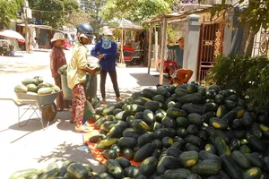 Tỉnh đoàn Quảng Ngãi 'không ăn chặn chênh lệch tiền bán dưa' 