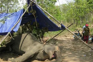 Đắk Lắk: Voi nhà lại gục chết vì kiệt sức