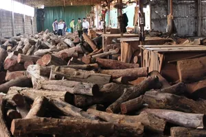 Bắt hơn chục khối gỗ lậu của một doanh nghiệp