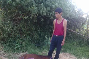 Phá hoại đốt trộm cây rơm, gây họa cả người và vật