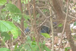 Điều tra hai vụ nghi tự tử bằng thuốc độc