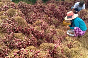 10 ký hành bán không mua được tô phở