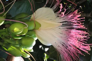 Mãn nhãn vẻ đẹp kiêu sa của hoa bàng vuông Lý Sơn