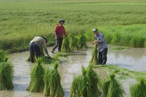 Đổi 2,1 vạn ha đất lúa để nuôi thuỷ sản và trồng cây khác