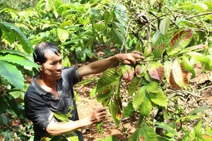 Cây chết hàng loạt sau khi dùng... 'Con Cóc'