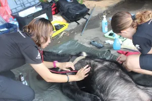 Người dân tự nguyện giao nộp cá thể gấu ngựa