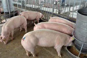 Da của thịt heo chứa chất cấm rất mỏng