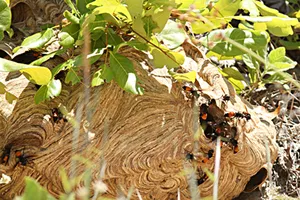 Hai trẻ nguy kịch vì ong vò vẽ đốt hàng chục mũi