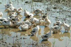 Giận cá, chém… vịt