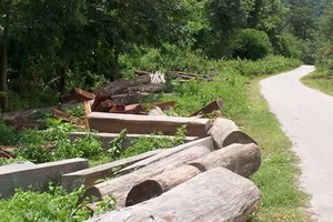 Một người dân bị gỗ đè chết khi chở gỗ ra khỏi rừng