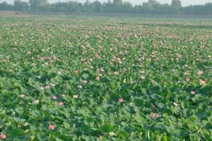 Vùng đất ngập nước tự nhiên cuối cùng của Đồng Tháp Mười