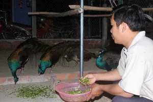 Người mê theo vũ điệu chim công