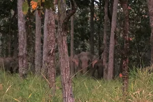 Lần đầu tiên quay phim được đàn voi rừng Yok Don