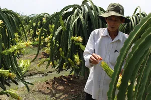 Xử lý nhóm người Trung Quốc mua hoa thanh long trái phép