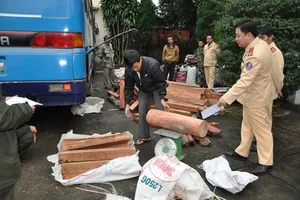 Gần tết, kiểm lâm khó quản lý rừng