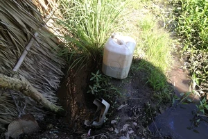 Hiểu đúng về việc tưới nhớt trên rau muống