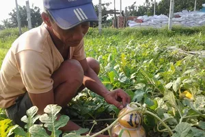 Độc đáo dưa hấu hồ lô ở cù lao Tân Triều