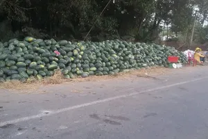 Nông dân khóc ròng vì dưa hấu rớt giá thảm hại