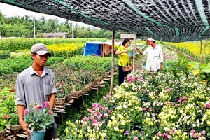 Nhà vườn cung ứng 1,9 triệu chậu hoa kiểng phục vụ tết